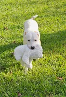 processed/29a1cfa2-510e-4076-a4f6-7051c8bdd311/listing/9c92a059-277c-41cf-8434-5f3978110c5a/2a41ea98-2a84-4ab2-9782-4f90e5bea7e3