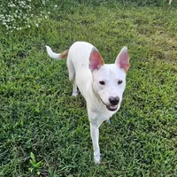 Bebe, a female Staffordshire Bull Terrier and German Shepherd Dog for sale in Reagan, TN – Photo 4 of 10