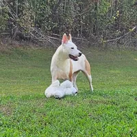 Bebe, a female Staffordshire Bull Terrier and German Shepherd Dog for sale in Reagan, TN – Photo 8 of 10
