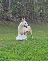 processed/29a1cfa2-510e-4076-a4f6-7051c8bdd311/listing/9c92a059-277c-41cf-8434-5f3978110c5a/58d01606-35f3-4c87-a4b5-f1b3179dbb81