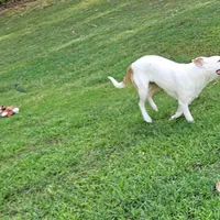 Bebe, a female Staffordshire Bull Terrier and German Shepherd Dog for sale in Reagan, TN – Photo 9 of 10