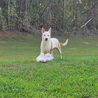 Bebe, a female Staffordshire Bull Terrier and German Shepherd Dog for sale in Reagan, TN – Photo 3 of 10