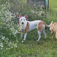 Bebe, a female Staffordshire Bull Terrier and German Shepherd Dog for sale in Reagan, TN – Photo 1 of 10