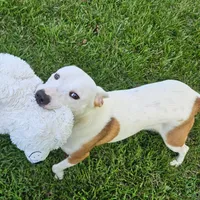 Bebe, a female Staffordshire Bull Terrier and German Shepherd Dog for sale in Reagan, TN – Photo 2 of 10
