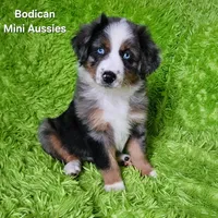 #6 LIBERTY ~ BMF, a female Miniature Australian Shepherd for sale in Reagan, TN – 4 of 10