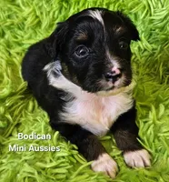 #6 CAMO ~ BKM, a male Toy Australian Shepherd for sale in Reagan, TN – 2 of 7