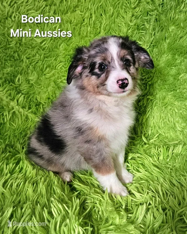 #3 CAPTAIN ~ BMM – Toy Australian Shepherd puppy for sale in Reagan, TN
