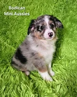 #3 CAPTAIN ~ BMM, a male Toy Australian Shepherd for sale in Reagan, TN – 1 of 10