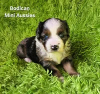 #6 LIBERTY ~ BMF, a female Miniature Australian Shepherd for sale in Reagan, TN – 4 of 10