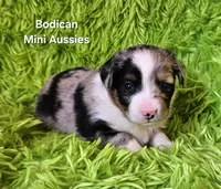 #5 ANTHEM ~ BMM, a male Toy Australian Shepherd for sale in Reagan, TN – 7 of 7