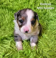#1 ACE ~ BMM, a male Toy Australian Shepherd for sale in Reagan, TN – 5 of 8