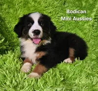 #4 JULIET ~ BKF, a female Miniature Australian Shepherd for sale in Reagan, TN – 3 of 10