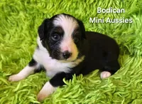 #7 BELL ~ BKF, a female Toy Australian Shepherd for sale in Reagan, TN – 3 of 9