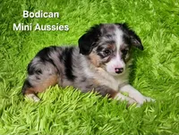 #3 CAPTAIN ~ BMM, a male Toy Australian Shepherd for sale in Reagan, TN – 3 of 10