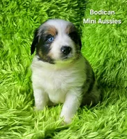 Kiro #3, a male Miniature Australian Shepherd for sale in Reagan, TN – Photo 7 of 9