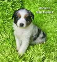 Kiro #3, a male Miniature Australian Shepherd for sale in Reagan, TN – Photo 2 of 9