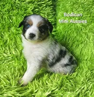 Kiro #3, a male Miniature Australian Shepherd for sale in Reagan, TN – Photo 5 of 9