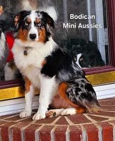 Kiro #3, a male Miniature Australian Shepherd for sale in Reagan, TN – Photo 9 of 9