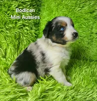 Kiro #3, a male Miniature Australian Shepherd for sale in Reagan, TN – Photo 6 of 9