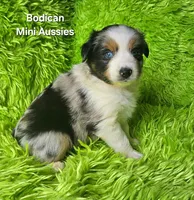 Kiro #3, a male Miniature Australian Shepherd for sale in Reagan, TN – Photo 3 of 9