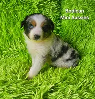 Kiro #3, a male Miniature Australian Shepherd for sale in Reagan, TN – Photo 4 of 9