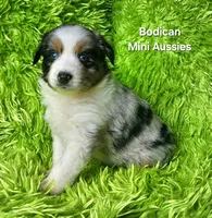 Kiro #3, a male Miniature Australian Shepherd for sale in Reagan, TN – Photo 1 of 9