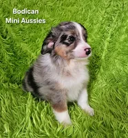 #3 CAPTAIN ~ BMM, a male Toy Australian Shepherd for sale in Reagan, TN – 4 of 10
