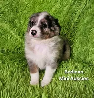 #3 CAPTAIN ~ BMM, a male Toy Australian Shepherd for sale in Reagan, TN – 5 of 10