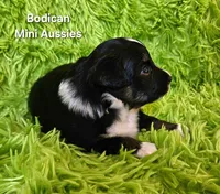 #6 CAMO ~ BKM, a male Toy Australian Shepherd for sale in Reagan, TN – 7 of 7