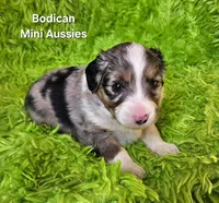 #3 CAPTAIN ~ BMM, a male Toy Australian Shepherd for sale in Reagan, TN – 4 of 8