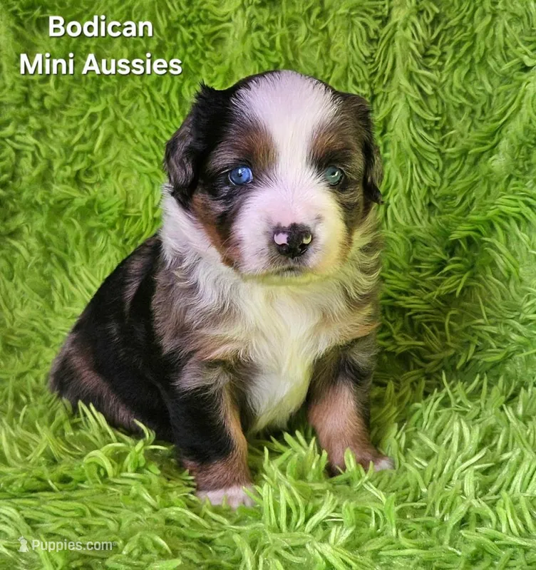 #6 LIBERTY ~ BMF – Miniature Australian Shepherd puppy for sale in Reagan, TN