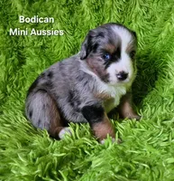#2 VALOR ~BMM, a male Miniature Australian Shepherd for sale in Reagan, TN – 7 of 9