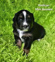 #1 WILLOW~BKF, a female Miniature Australian Shepherd for sale in Reagan, TN – 5 of 7