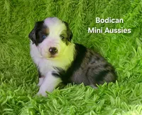 #3 MAJOR~ BMM, a male Miniature Australian Shepherd for sale in Reagan, TN – 3 of 9