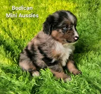 DAISY #3, a female Miniature Australian Shepherd for sale in Reagan, TN – Photo 7 of 10
