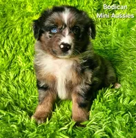 DAISY #3, a female Miniature Australian Shepherd for sale in Reagan, TN – Photo 2 of 10
