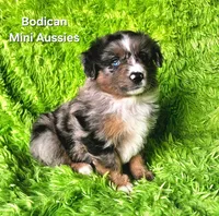 DAISY #3, a female Miniature Australian Shepherd for sale in Reagan, TN – Photo 4 of 10