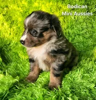 DAISY #3, a female Miniature Australian Shepherd for sale in Reagan, TN – Photo 9 of 10