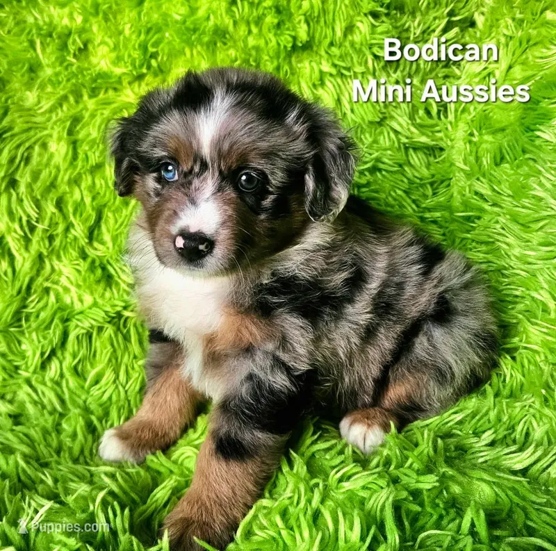 DAISY #3 – Miniature Australian Shepherd puppy for sale in Reagan, TN