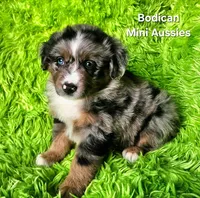 DAISY #3, a female Miniature Australian Shepherd for sale in Reagan, TN – Photo 1 of 10