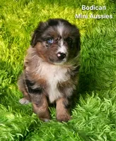 DAISY #3, a female Miniature Australian Shepherd for sale in Reagan, TN – Photo 6 of 10