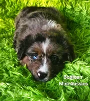 DAISY #3, a female Miniature Australian Shepherd for sale in Reagan, TN – Photo 5 of 10