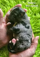 DAISY #3, a female Miniature Australian Shepherd for sale in Reagan, TN – Photo 3 of 5