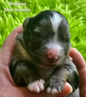 DAISY #3, a female Miniature Australian Shepherd for sale in Reagan, TN – Photo 2 of 5