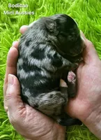 DAISY #3, a female Miniature Australian Shepherd for sale in Reagan, TN – Photo 4 of 5