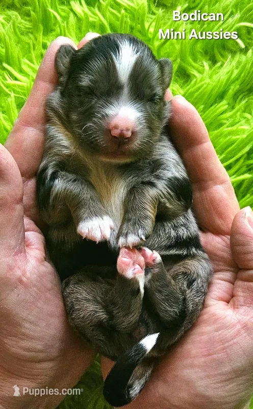 DAISY #3, a female Miniature Australian Shepherd for sale in Reagan, TN – Photo 1 of 5