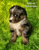 DAISY #3, a female Miniature Australian Shepherd for sale in Reagan, TN – Photo 8 of 10