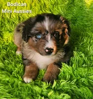 DAISY #3, a female Miniature Australian Shepherd for sale in Reagan, TN – Photo 3 of 10