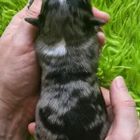 DAISY #3, a female Miniature Australian Shepherd for sale in Reagan, TN – Photo 10 of 10