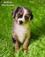 #2 VALOR ~BMM, a male Miniature Australian Shepherd for sale in Reagan, TN – 2 of 10